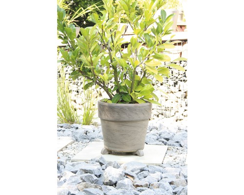 În imagine se vede un dafin cireș într-un ghiveci de flori în grădină.