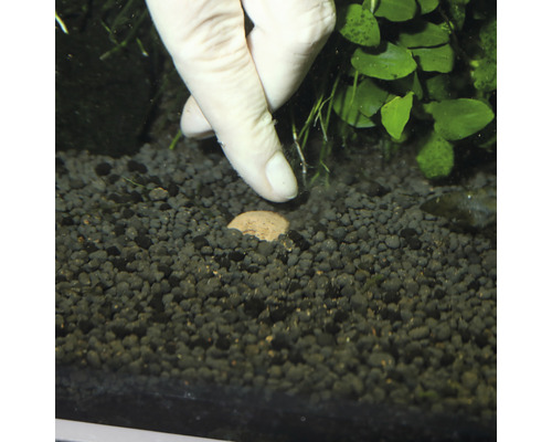 Scenă de acvariu cu substrat, plante acvatice și bilă de fertilizare