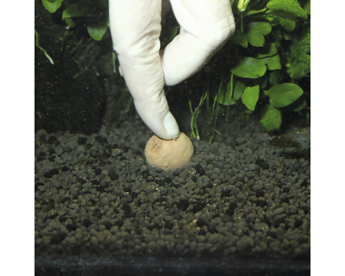 Bilă de fertilizare presată în substratul acvariului