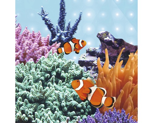Acvariu cu pești clovn și corali