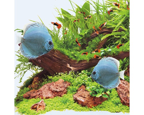Scenă de acvariu cu pești discus, guppy, lemn de rădăcină și plante verzi