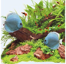 Acvariu cu discuși, guppy, rădăcini și plante