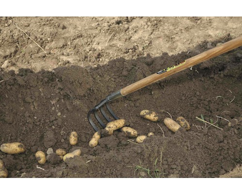 Recoltarea cartofilor cu o furcă de săpat