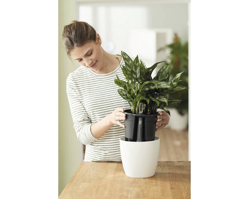Femeie așază o plantă de interior într-un ghiveci alb cu sistem de irigare.