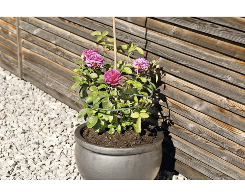 Trandafir într-un ghiveci cu suport de cățărare în fața unui perete de lemn