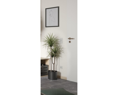 Plantă decorativă de interior într-o cameră mobilată modern