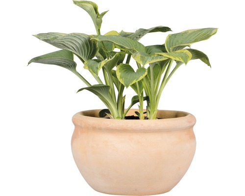 Hosta plantată într-un ghiveci