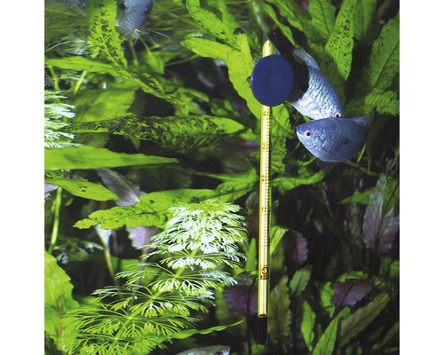 Termometru de acvariu cu ventuză într-un acvariu plantat cu pești