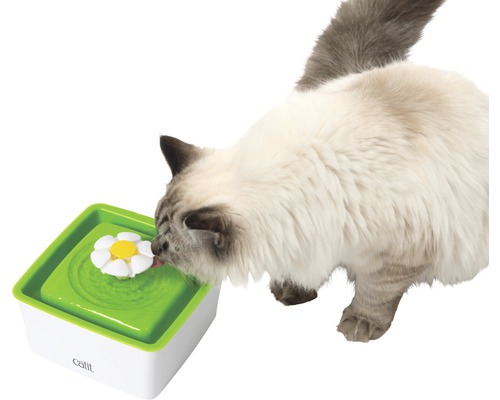 Pisică bea dintr-o fântână pentru pisici cu motiv floral