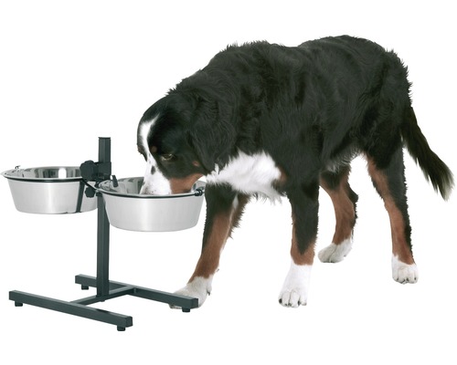 Câinele mănâncă dintr-un castron ridicat pentru câini cu două castroane din oțel inoxidabil.