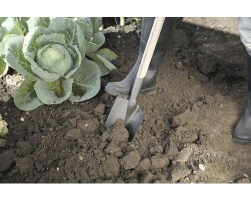 Grădinărit cu hârlețul lângă o plantă de varză