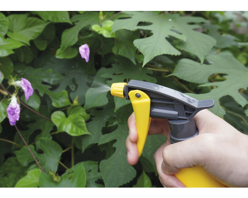 Aplicarea de produse de protecție a plantelor cu un flacon pulverizator în grădină