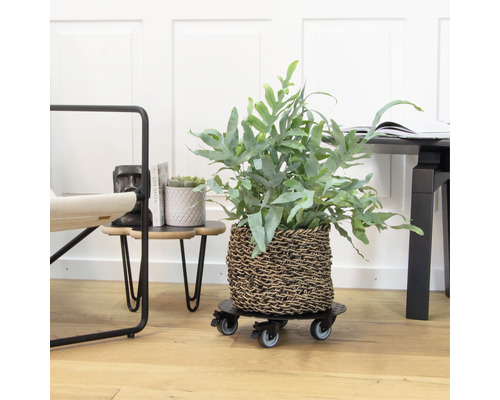 Plantă într-un coș pe un suport cu rotile pentru plante într-un interior.