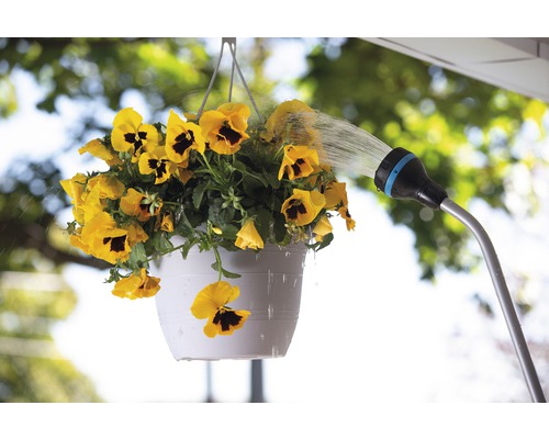 Udarea panseluțelor galbene într-un ghiveci suspendat cu un furtun de apă