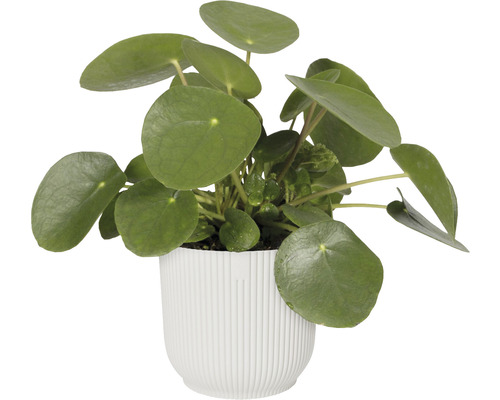 Pilea într-un ghiveci