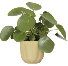 Mască pentru ghiveci Vibes Ø 14 cm H 12,9 cm galben