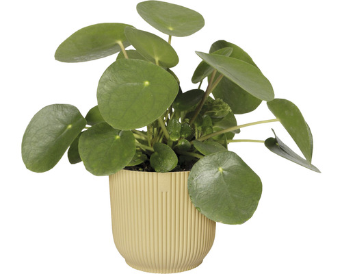 Planta Pilea în ghiveci canelat