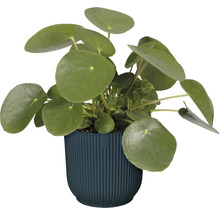 Mască ghiveci elho Vibes Ø 22 cm H 22 cm albastru închis