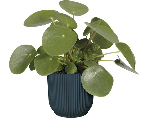 Pilea peperomioides în ghiveci