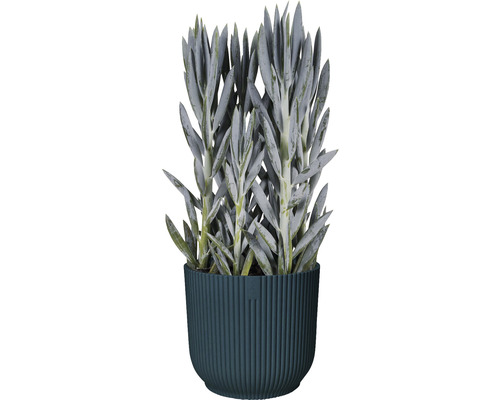 Plantă suculentă artificială în ghiveci canelat