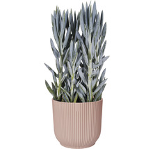 Planta suculentă Senecio cylindricus în ghiveci