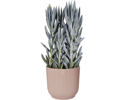 Planta suculentă Senecio cylindricus în ghiveci