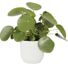 Planta Pilea în ghiveci alb
