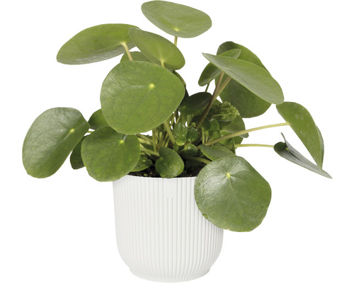 Planta Pilea în ghiveci alb