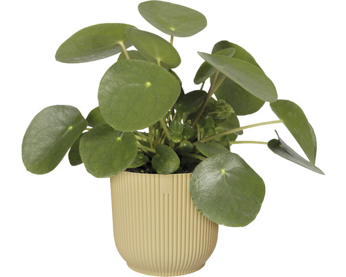 Pilea peperomioides în ghiveci