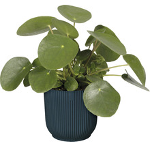 Pilea peperomioides în ghiveci