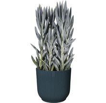 Mască pentru ghiveci Vibes Ø 16 cm H 14,8 cm albastru