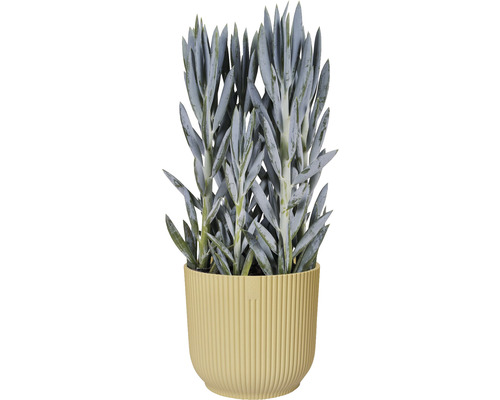 Senecio într-un ghiveci