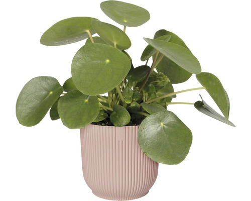 Pilea peperomioides în ghiveci