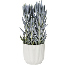 Mască pentru ghiveci Elho Vibes plastic Ø 18 cm H 16,8 cm alb