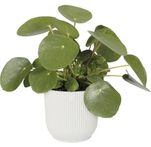 Mască pentru ghiveci Elho Vibes plastic Ø 18 cm H 16,8 cm alb