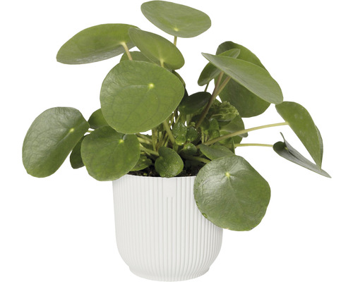 Planta Pilea în ghiveci