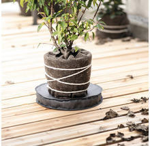 Plantă plantată într-un ghiveci pe o bază rotundă pe o podea de lemn