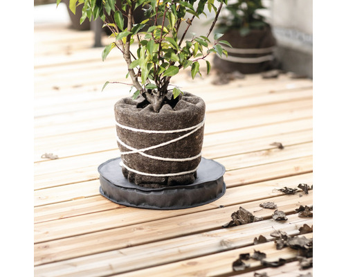 Plantă plantată într-un ghiveci pe o bază rotundă pe o podea de lemn