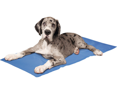 Dog german culcat pe o salteluta de racire