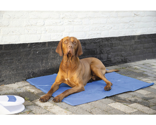 Câinele stă întins pe o salteluță de răcire