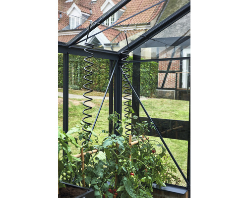 Plante de roșii cu suport spiralat în seră