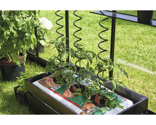 Răsaduri de tomate cu suport spiralat într-o grădină supraînălțată