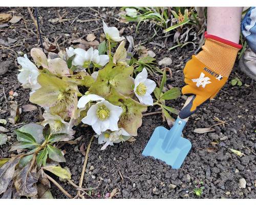 O persoană plantează o spânz în grădină cu o mistrie și mănuși de grădinărit.