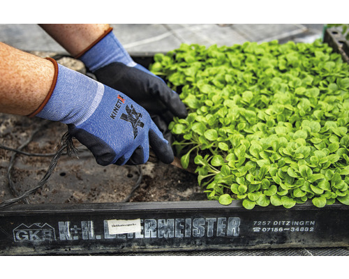 Grădinar cu mănuși de lucru KinetiXx plantând răsaduri de salată într-o cutie de creștere