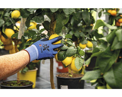 O persoană cu mănuși de grădinărit culege lămâi dintr-un lămâi.