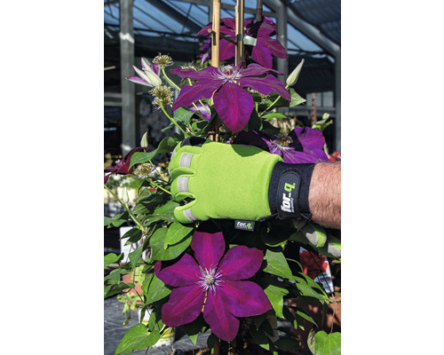 Clematis cu mănușă de grădinărit