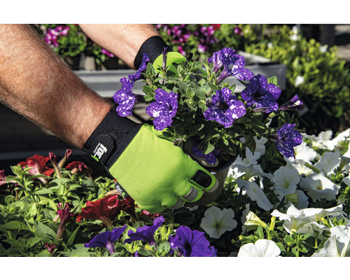 Mâini cu mănuși de grădinărit plantează petunii într-o grădină.