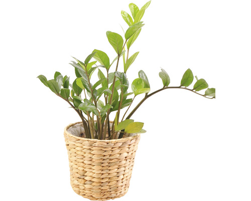 Zamioculcas plantă de apartament într-un coș împletit