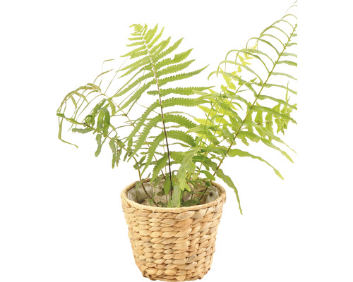 Plantă de interior ferigă într-un coș