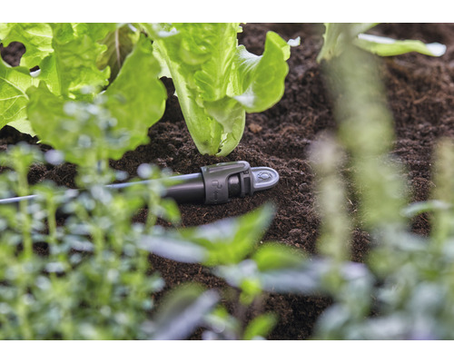 Irigare prin picurare în grădină printre salate